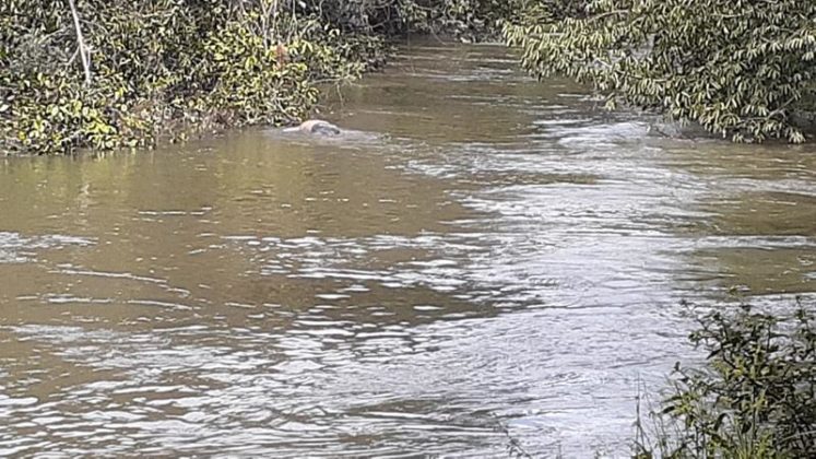 Sorriso: Corpo não identificado é encontrado enroscado em galhada no rio Lira Polícia Sorriso Mato Grosso
