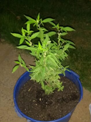 Sorriso: PC apreende em confeitaria doces recheados com maconha Sorriso Sorriso Mato Grosso