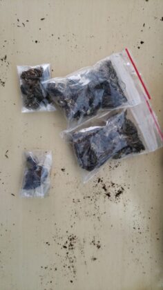 Sorriso: PC apreende torta de maconha em chácara Sorriso Sorriso Mato Grosso