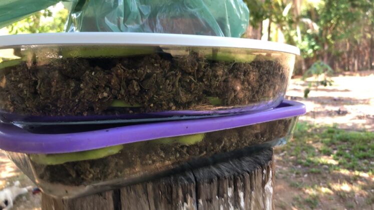 Sorriso: PC apreende torta de maconha em chácara Sorriso Sorriso Mato Grosso