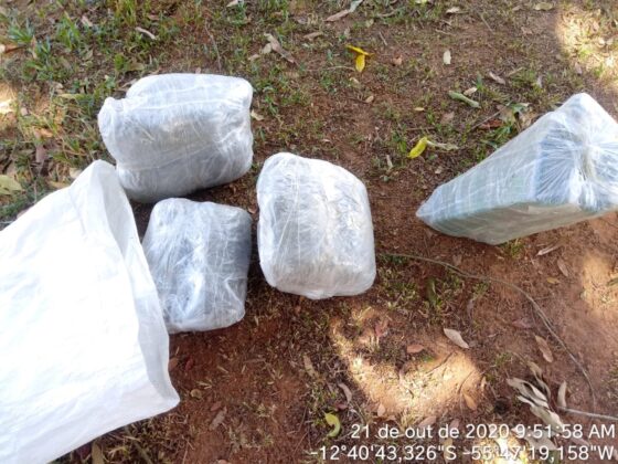 Sorriso: PC apreende torta de maconha em chácara Sorriso Sorriso Mato Grosso