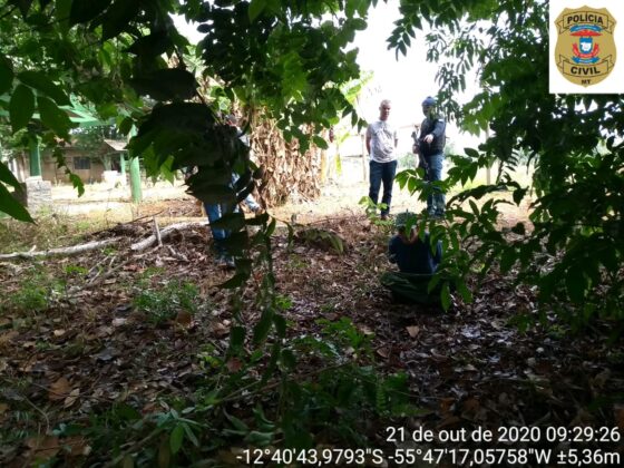 Sorriso: PC apreende torta de maconha em chácara Sorriso Sorriso Mato Grosso