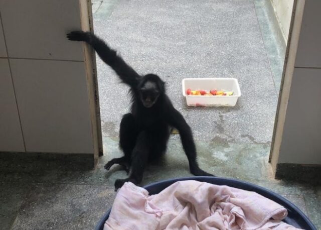 macaca-0