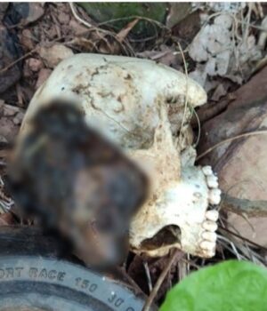 96efd798f7f1013b31b88758af493f54