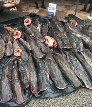 400 kg pescado ilegal barra do bugres