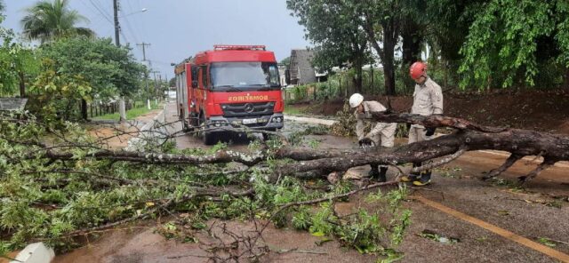 Queda de árvore durante forte chuva em Mato Grosso