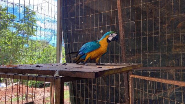 Arara resgatada destinada para guarda provisória pela Sema-MT
