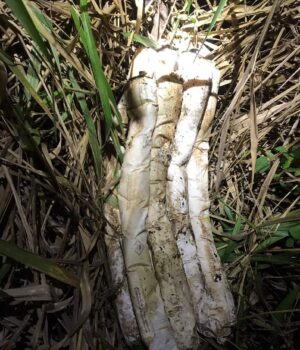 Polícia Militar apreende 30 quilos de explosivos em Guarantã do Norte CAPA