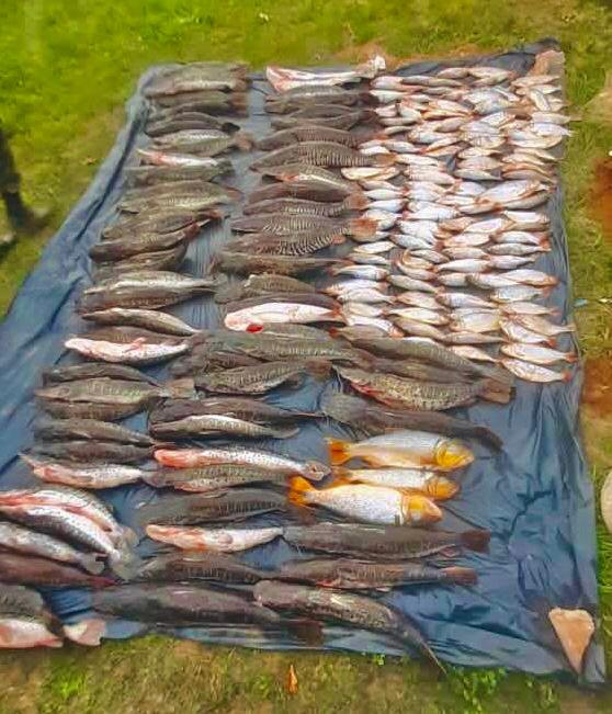 Batalhão Ambiental aplica R 317 milhões em multas de crimes contra a natureza em 2022 APREENSAO PESCADO
