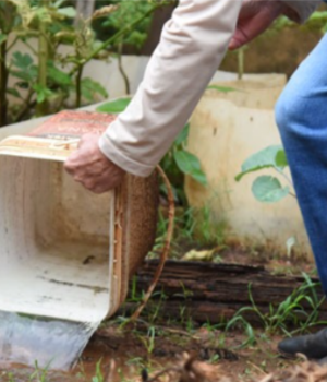 Mato Grosso registra primeira morte por chikungunya