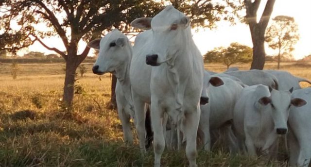 pecuariaMT